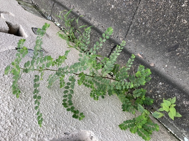 生きる力