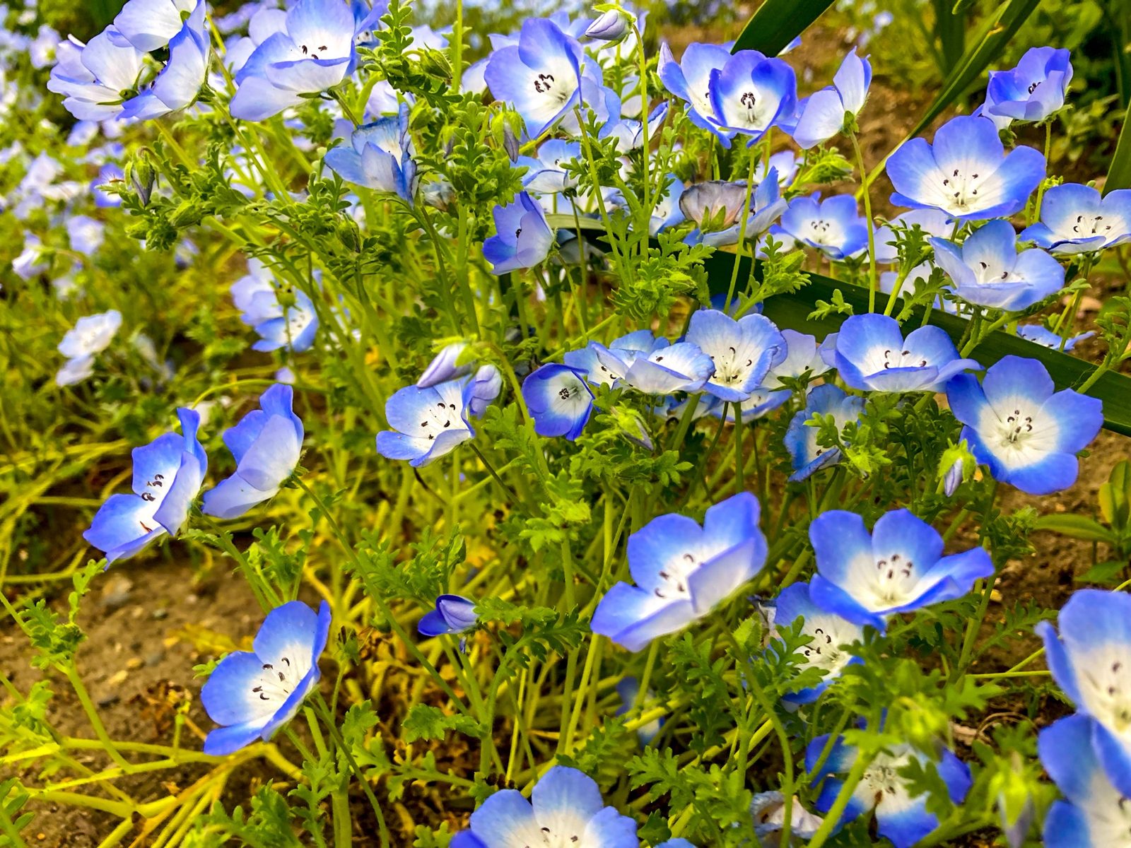 青い花